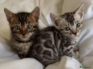 Bengal cats BENGAL 🔥 KITTENS TICA REGISTERED - Advert 3
