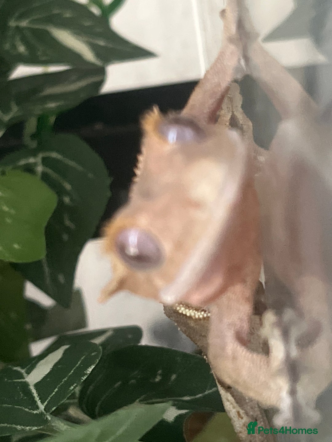 Gecko reptiles for sale: Orange Dalmation Crested gecko - Advert 3