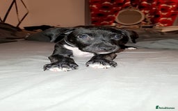 Mixed Breed dogs for sale: Female staffy mixed - Image 5