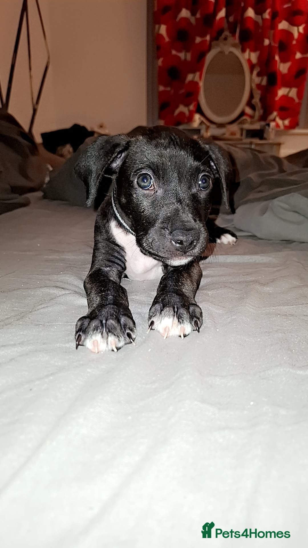 Mixed Breed dogs for sale: Female staffy mixed - Image 5