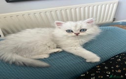 Persian cats for sale: Pure Persian chinchilla kittens  - Image 15