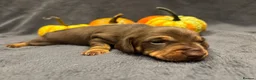 Dachshund dogs for sale: Gorgeous dacshund puppies for sale  - Advert 5