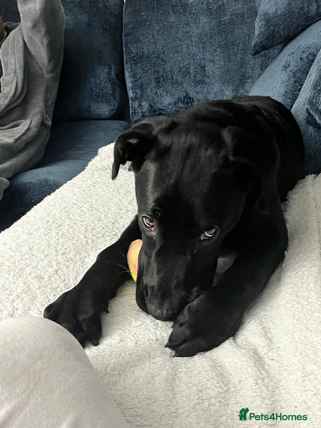 Mixed Breed dogs for sale: 6 month old Sheprador for sale  - Advert 8