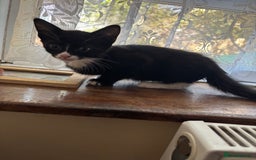 Mixed Breed cats for sale: 3 amazing kittens  - Image 2