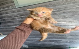 Mixed Breed cats for sale: 5 beautiful mixed British short hair  ✨ - Image 14