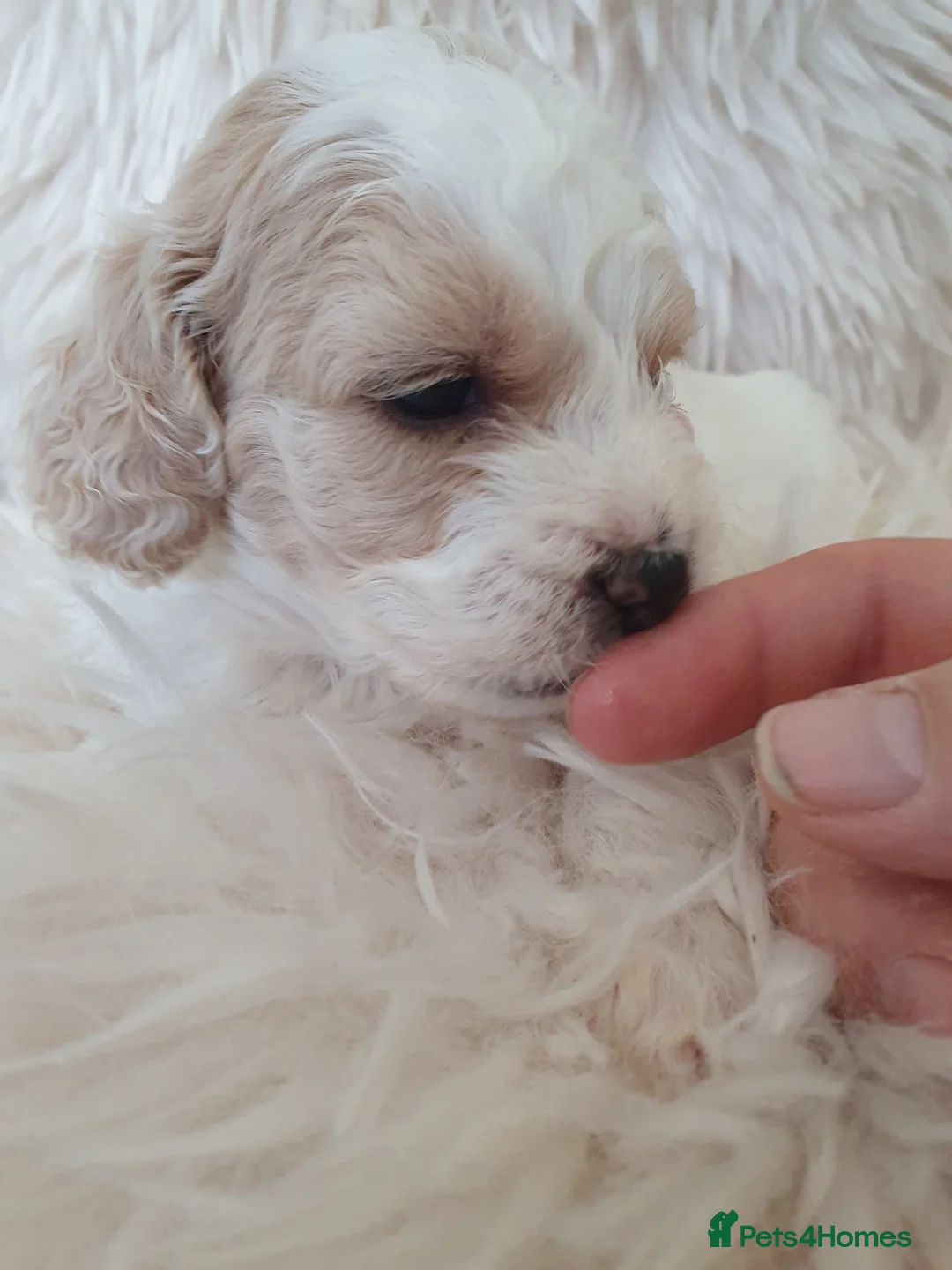 Mixed Breed dogs for sale: Beautiful little of cavapoochon puppies - Advert 10