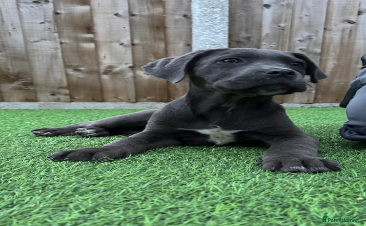 Cane Corso dogs - Advert 1