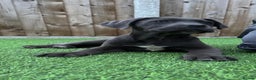 Cane Corso dogs for sale: Ready to leave - Advert 1