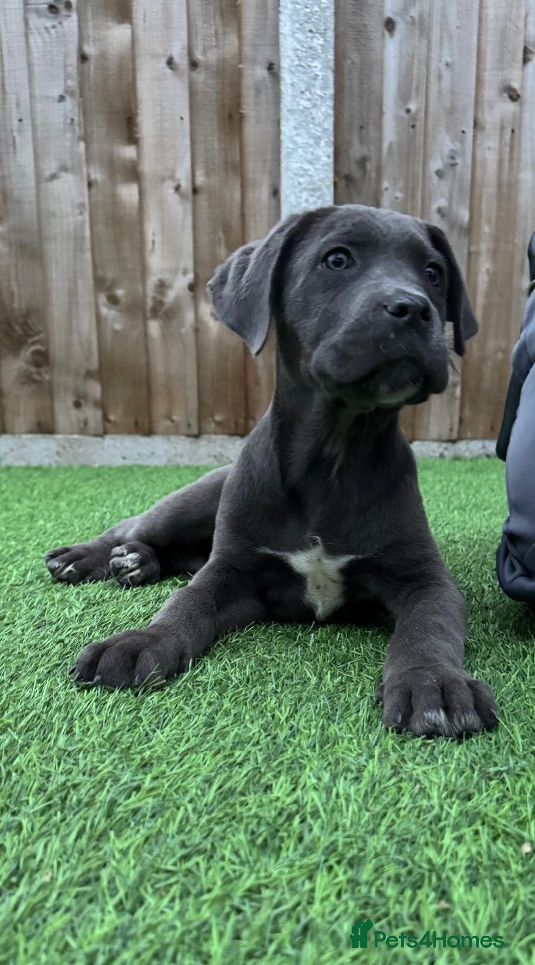 Cane Corso dogs for sale: Ready to leave - Image 1