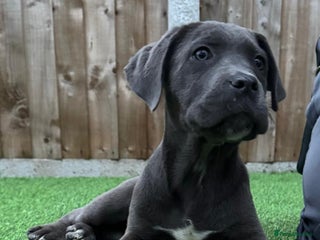 Cane Corso dogs - Advert 26