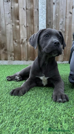 Cane Corso dogs - Advert 5