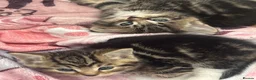 Mixed Breed cats for sale: Tortoise shell male kittens - Advert 6