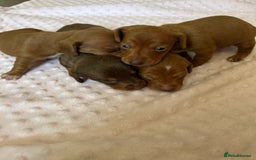 Miniature Dachshund dogs for sale: Superb Miniature KC reg Dachshund puppies - Image 2