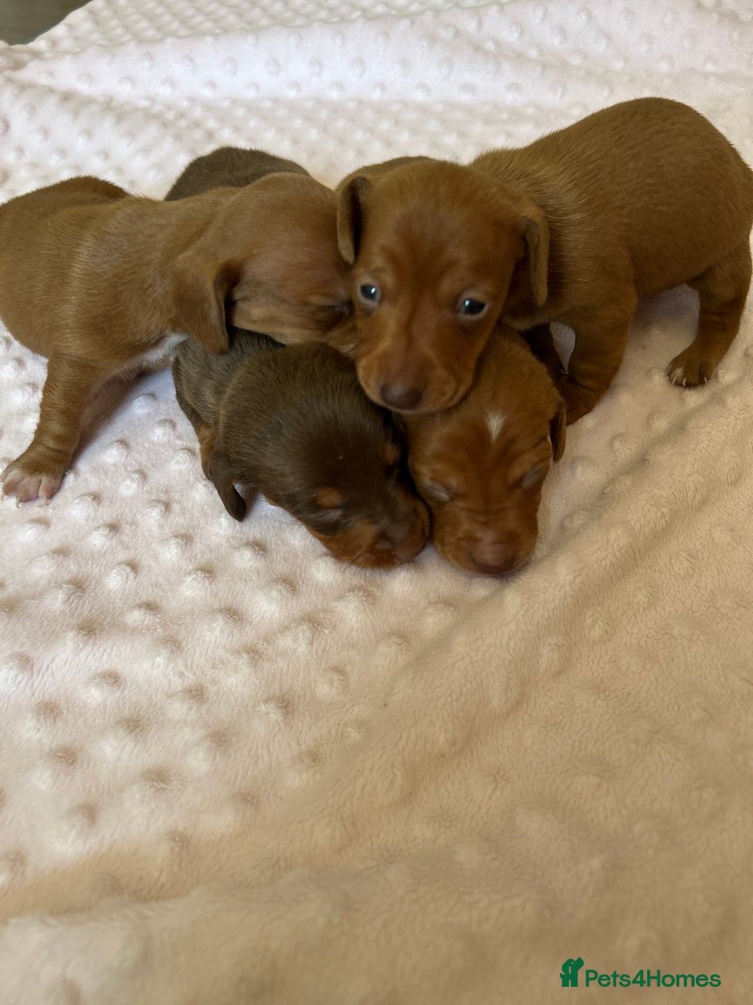 Miniature Dachshund dogs for sale: Superb Miniature KC reg Dachshund puppies - Image 2