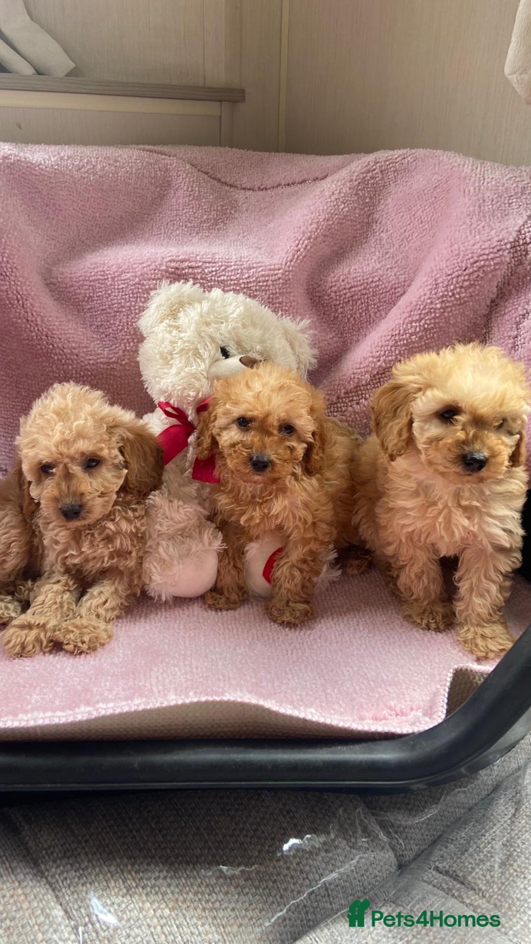 Cockapoo dogs for sale: Cockapoo puppies - Image 1