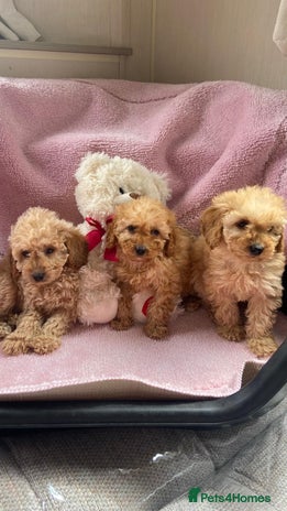 Cockapoo dogs - Advert 9