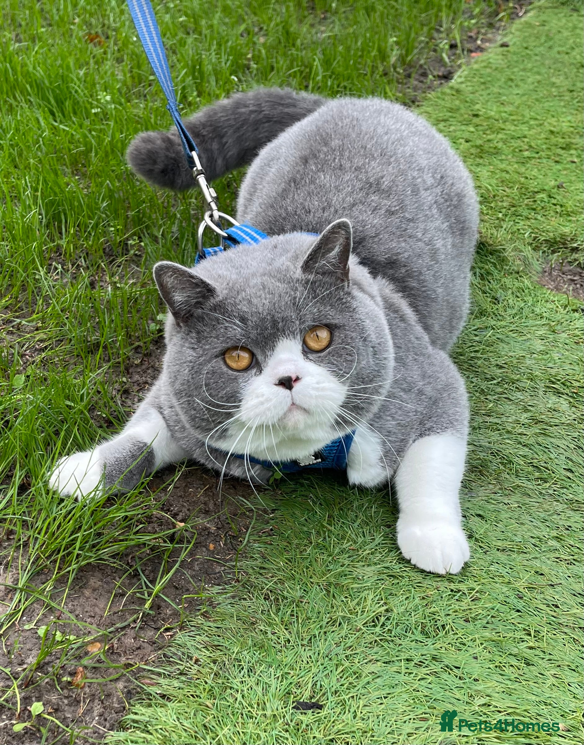 British Shorthair cats British Shorthair Blue Bicolour male stud duties in Enfield - Advert 5
