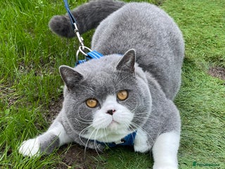 British Shorthair cats British Shorthair Blue Bicolour male stud duties in Enfield - Advert 2