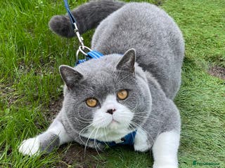 British Shorthair cats British Shorthair Blue Bicolour male stud duties in Enfield - Advert 11
