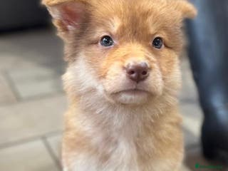 Saarloos Wolfdog dogs Extensively Health Tested Wolfdog Puppies - Advert 4