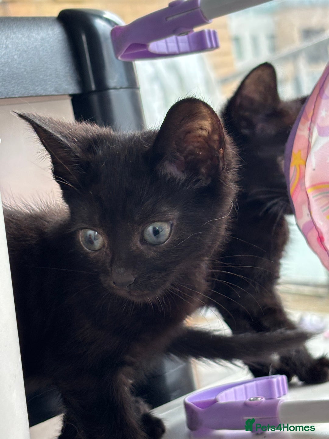 Domestic Shorthair cats for sale: Kittens for sale  - Image 18