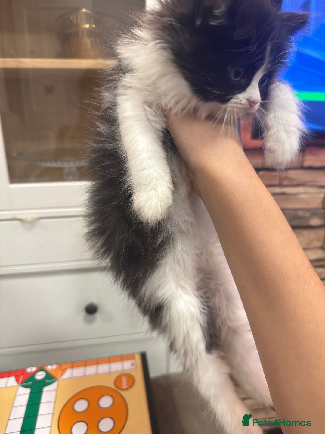 Persian cats for sale: Adorable kitten persian x tuexdo  - Advert 5