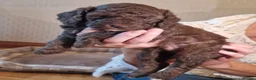 Cockapoo dogs for sale: Beautiful Cockapoo's x 3 - Advert 26