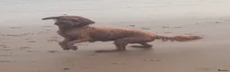 Mini Goldendoodle dogs for sale: Beautiful miniature Golden Doodle puppies - Advert 9