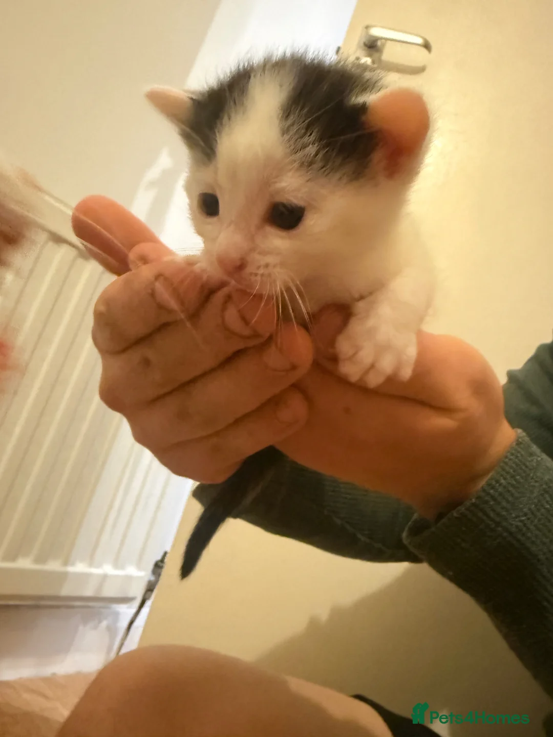 Mixed Breed cats for sale: Black & White Kitten for Sale 🐾 in Worcester - Advert 2