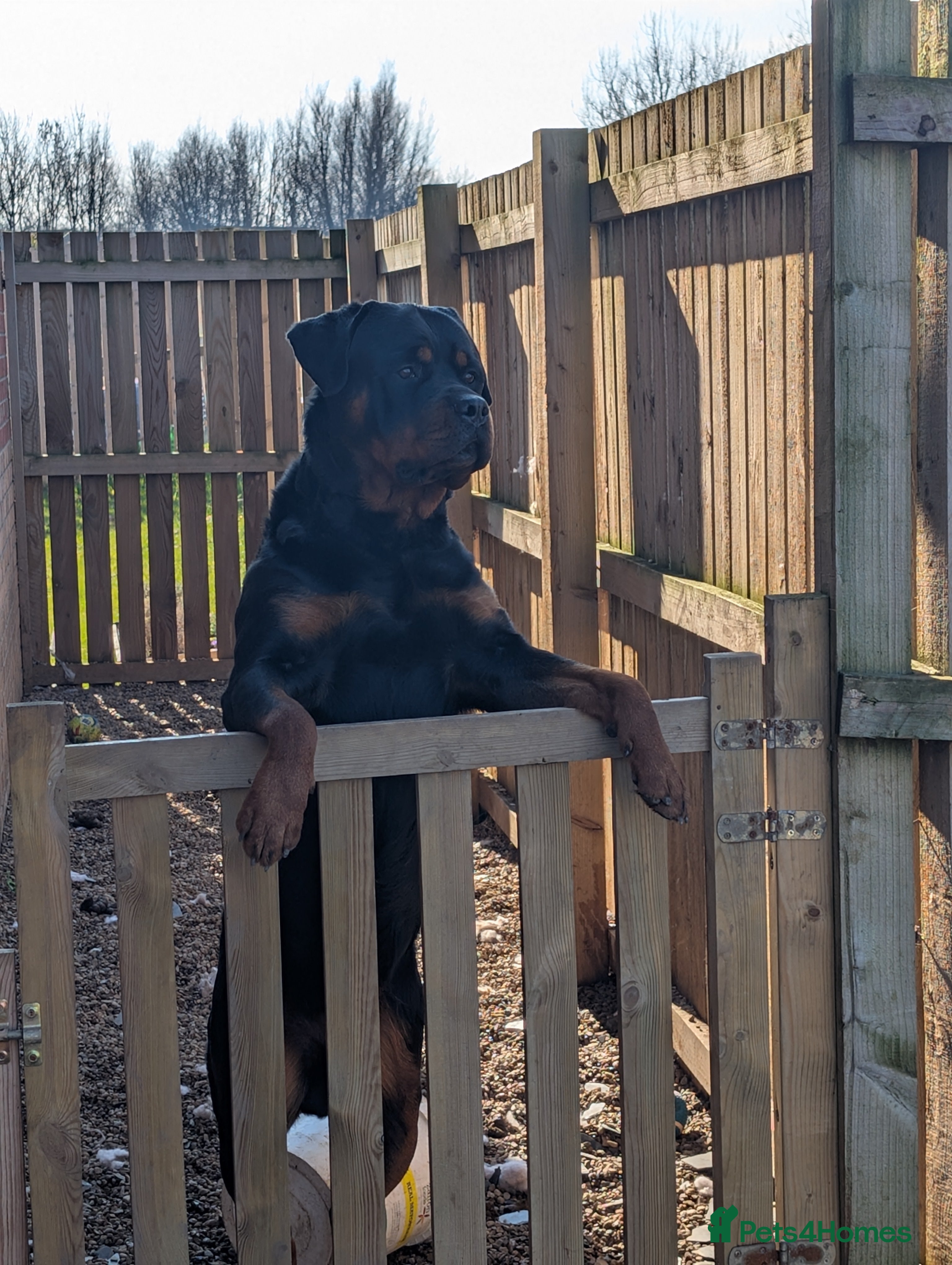 Rottweiler dogs Proven lovely nature big boy for stud - Advert 3