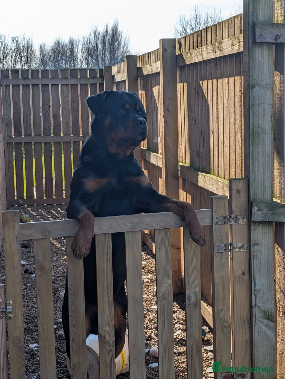 Rottweiler dogs for stud: Proven lovely nature big boy for stud - Advert 1