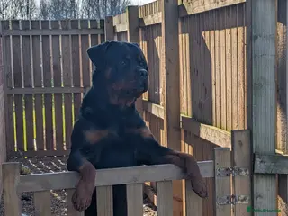 Rottweiler dogs Proven lovely nature big boy for stud - Advert 3