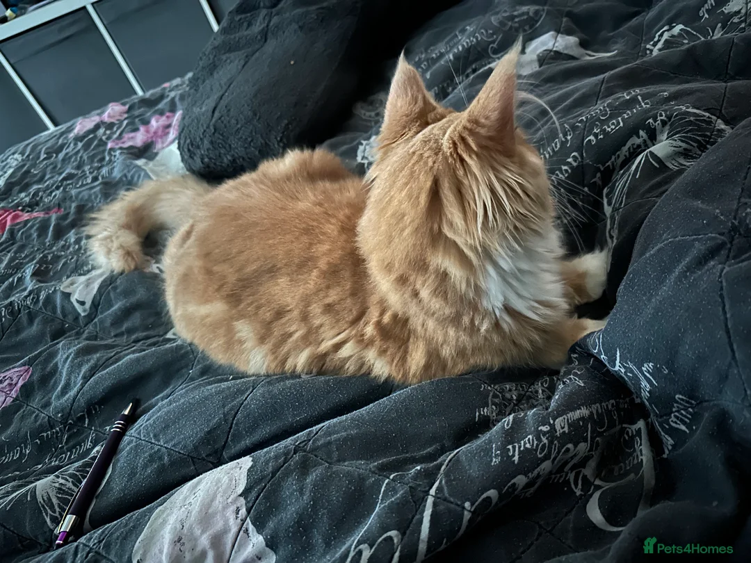 Maine Coon cats for sale: Xl mainecoon kittens full breed non reg  - Advert 14