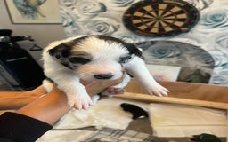 Border Collie dogs for sale: Border Collie pup- Merle, Black, Chocolate, Blonde - Image 3