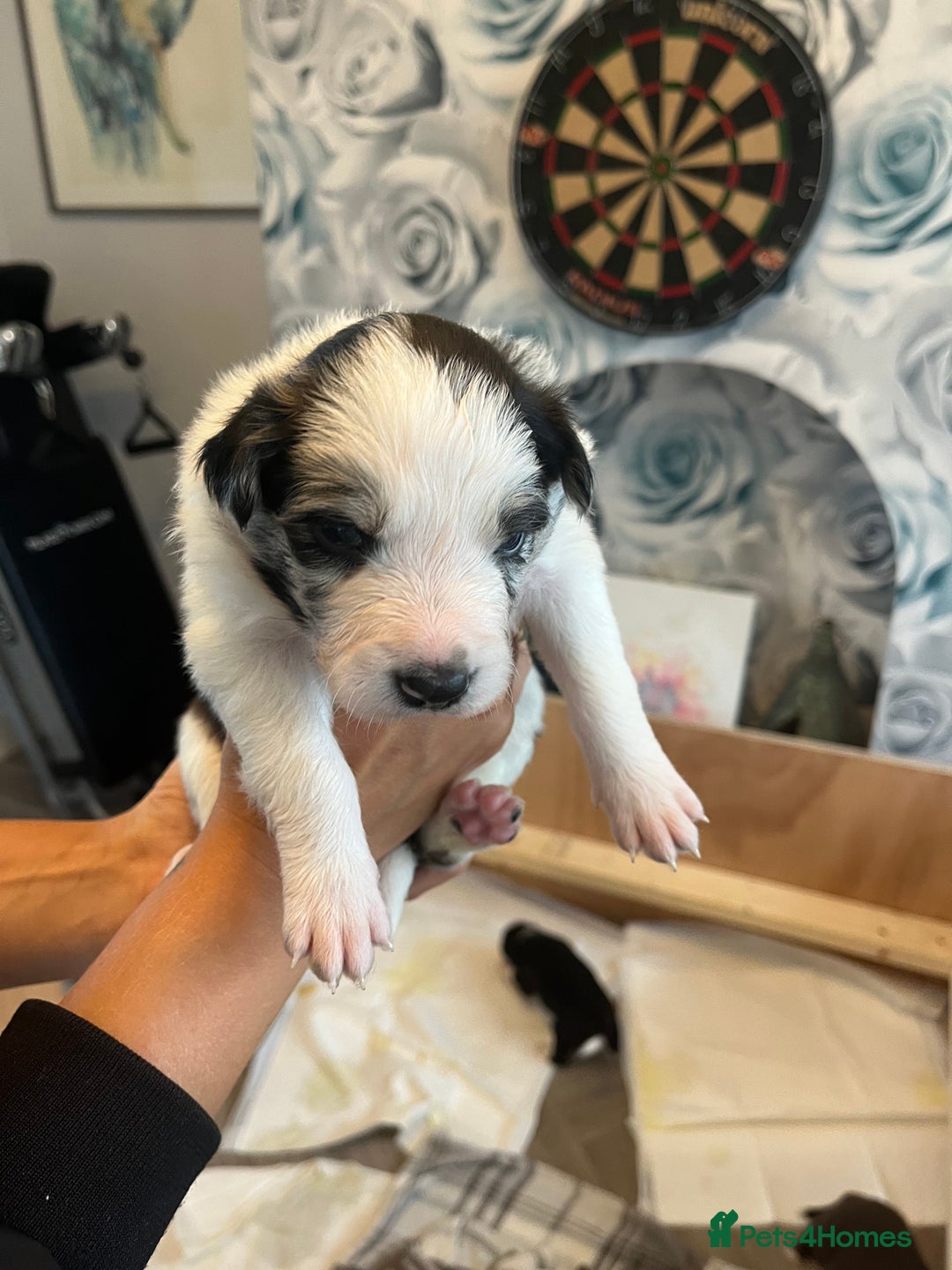 Border Collie dogs for sale: Border Collie pup- Merle, Black, Chocolate, Blonde - Image 3