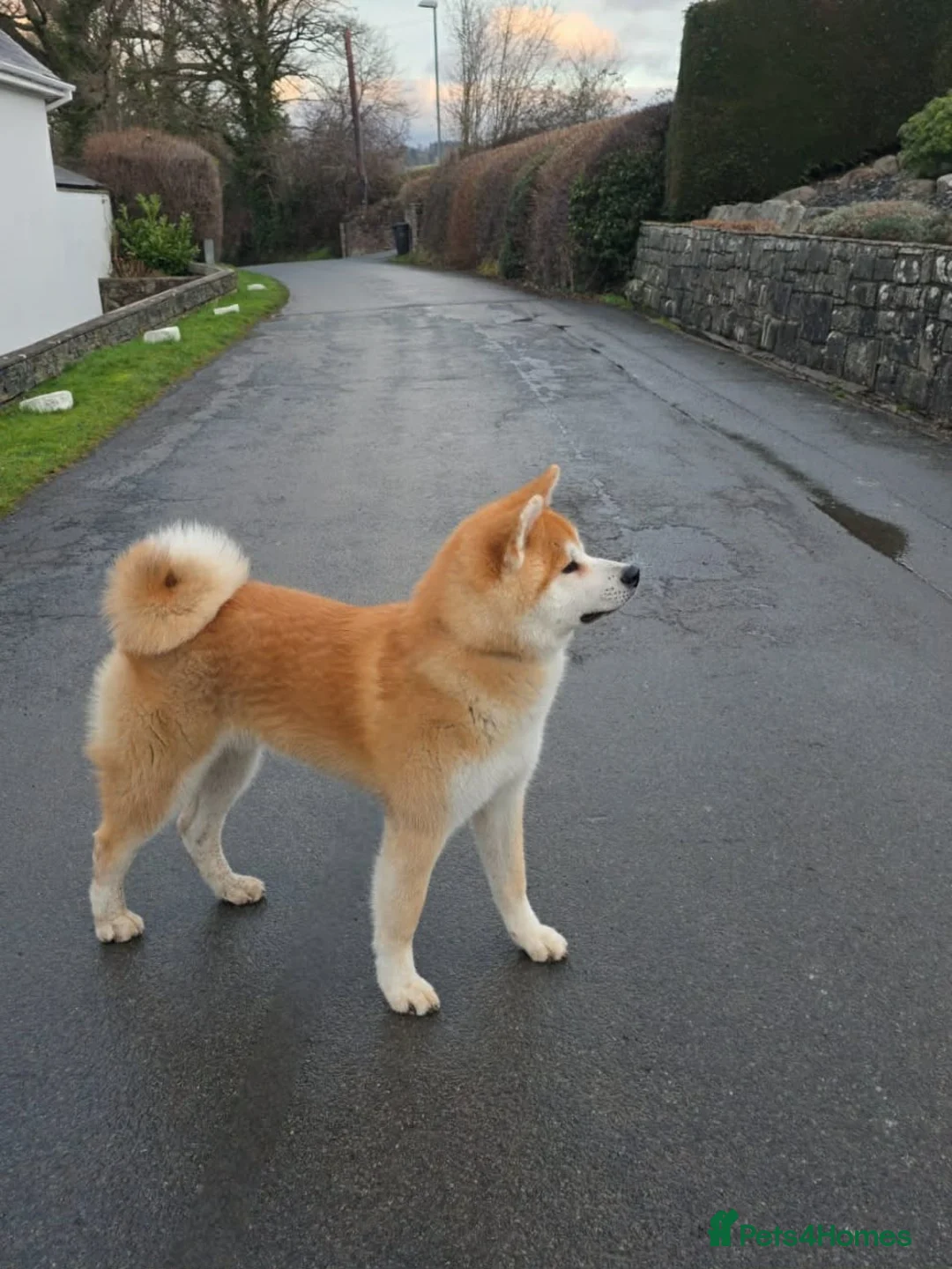 Japanese Akita Inu dogs for sale: Stunning Purebred JAI 7 months old male - Advert 4