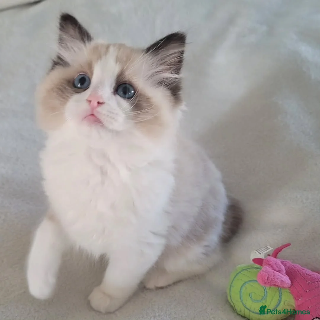 Ragdoll cats for sale: Stunning Pedigree Ragdoll Kittens – Ready Now 😍  in London - Advert 2