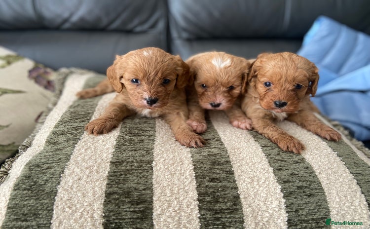 Cavapoo dogs - Advert 3