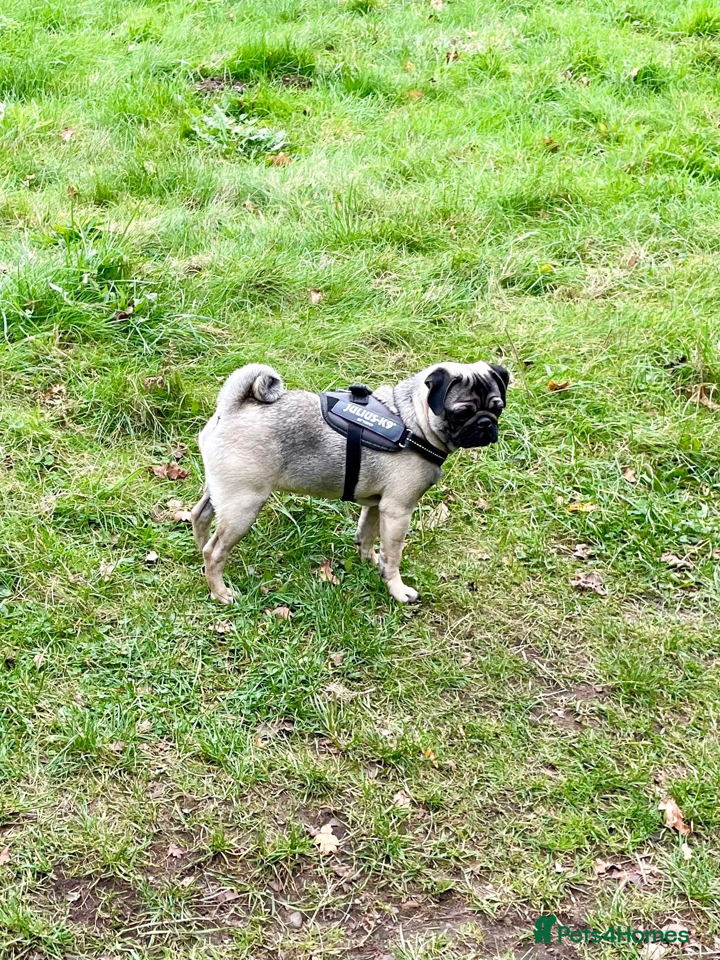 Pug dogs Handsome Apricot Male 8weeks old 💚 Pedigree Pugs - Advert 2