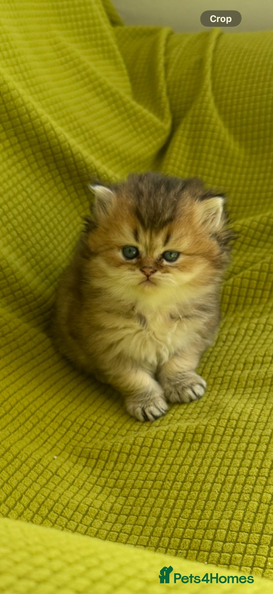 British Longhair cats British Longhair Kittens  - Advert 2