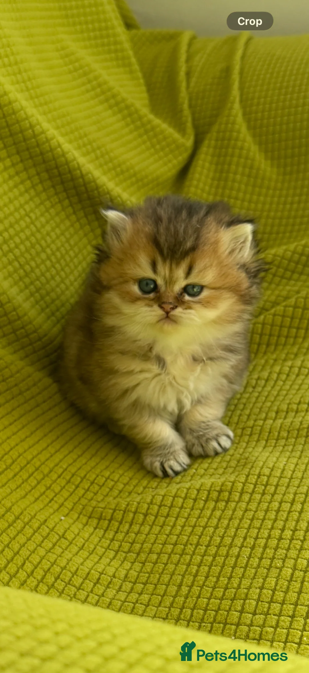 British Longhair cats for sale: British Longhair Kittens  - Advert 1