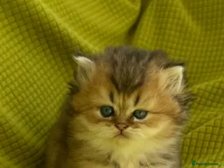 British Longhair cats British Longhair Kittens - Advert 2