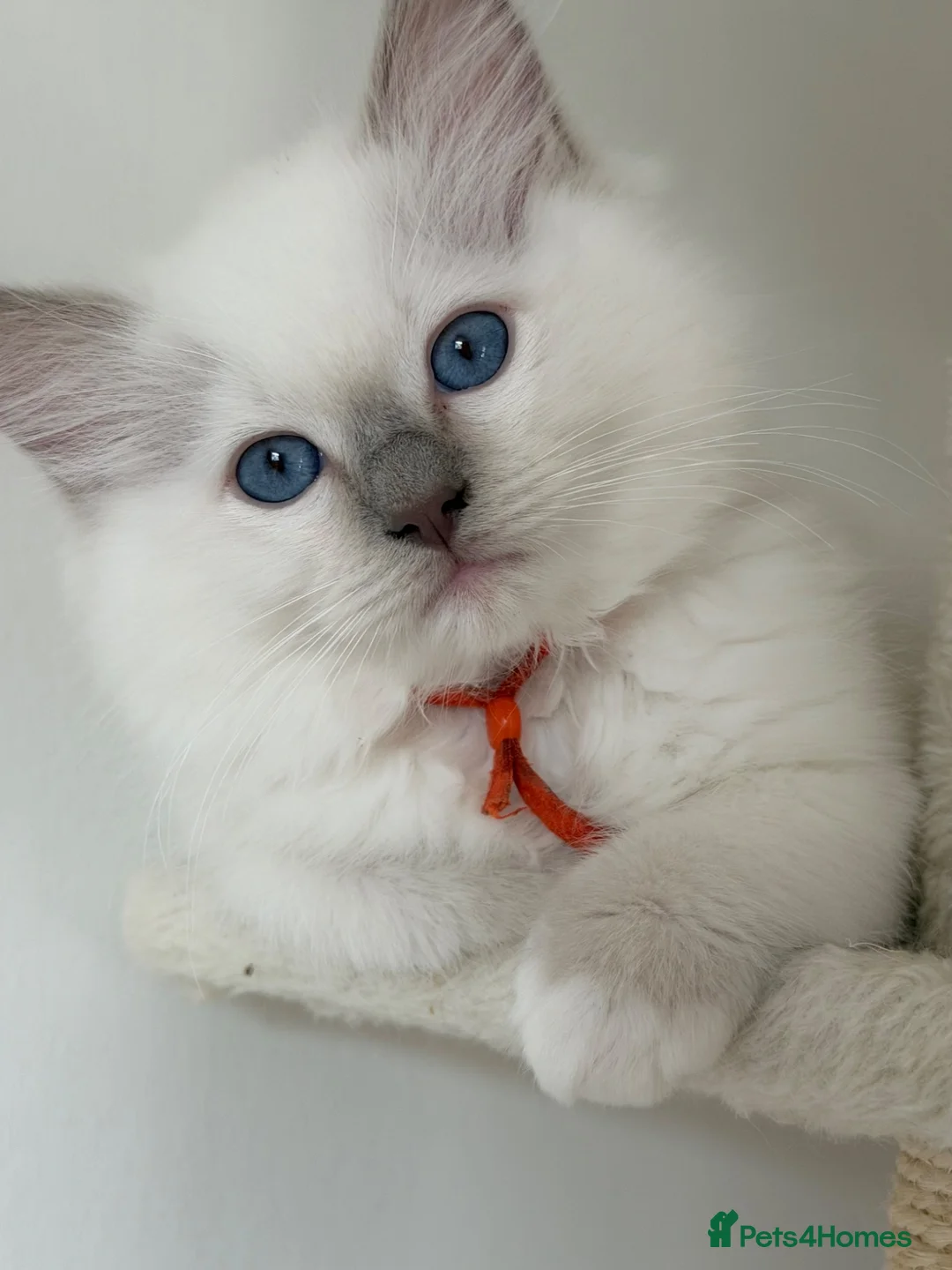Ragdoll cats for sale: Ragdoll male rare Lilac point  - Advert 1