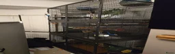 Sugar Glider rodents for sale: 1 Male Sugar Glider and  Enclosure - Advert 3