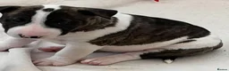 English Bull Terrier dogs for sale: Stunning English bull terrier puppies  - Advert 7