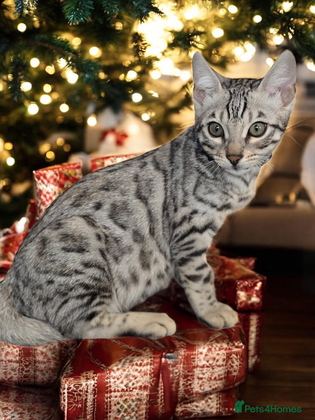 Bengal cats for sale:  Championship Bengal Kittens  - Advert 28