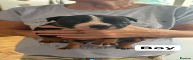 American Bully 1