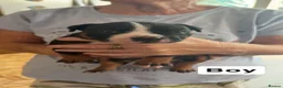 American Bully dogs for sale: Pocket Bully Puppies in Coventry - Advert 2