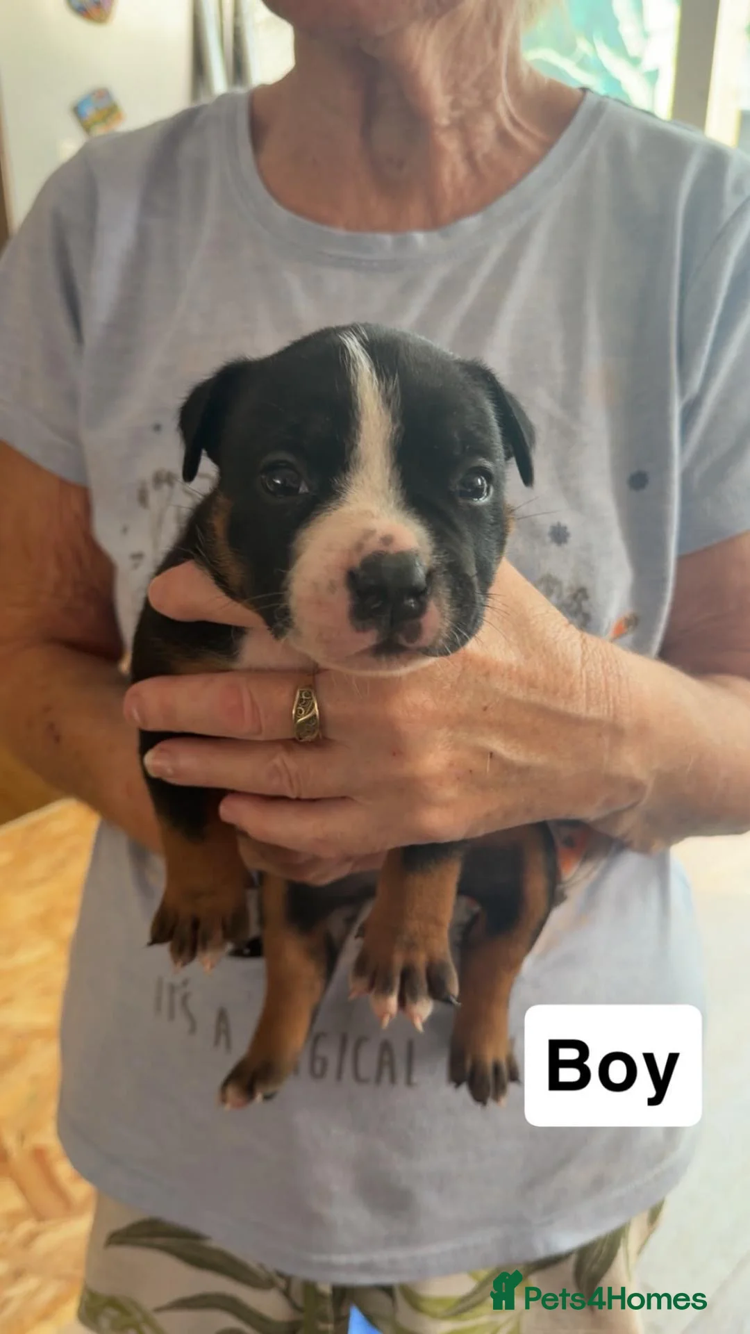 American Bully dogs for sale: Pocket Bully Puppies in Coventry - Advert 2