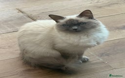 Ragdoll cats for sale: 1.5 Year Ragdoll Female Cat - Advert 1